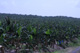 Bananeti alla Martinica